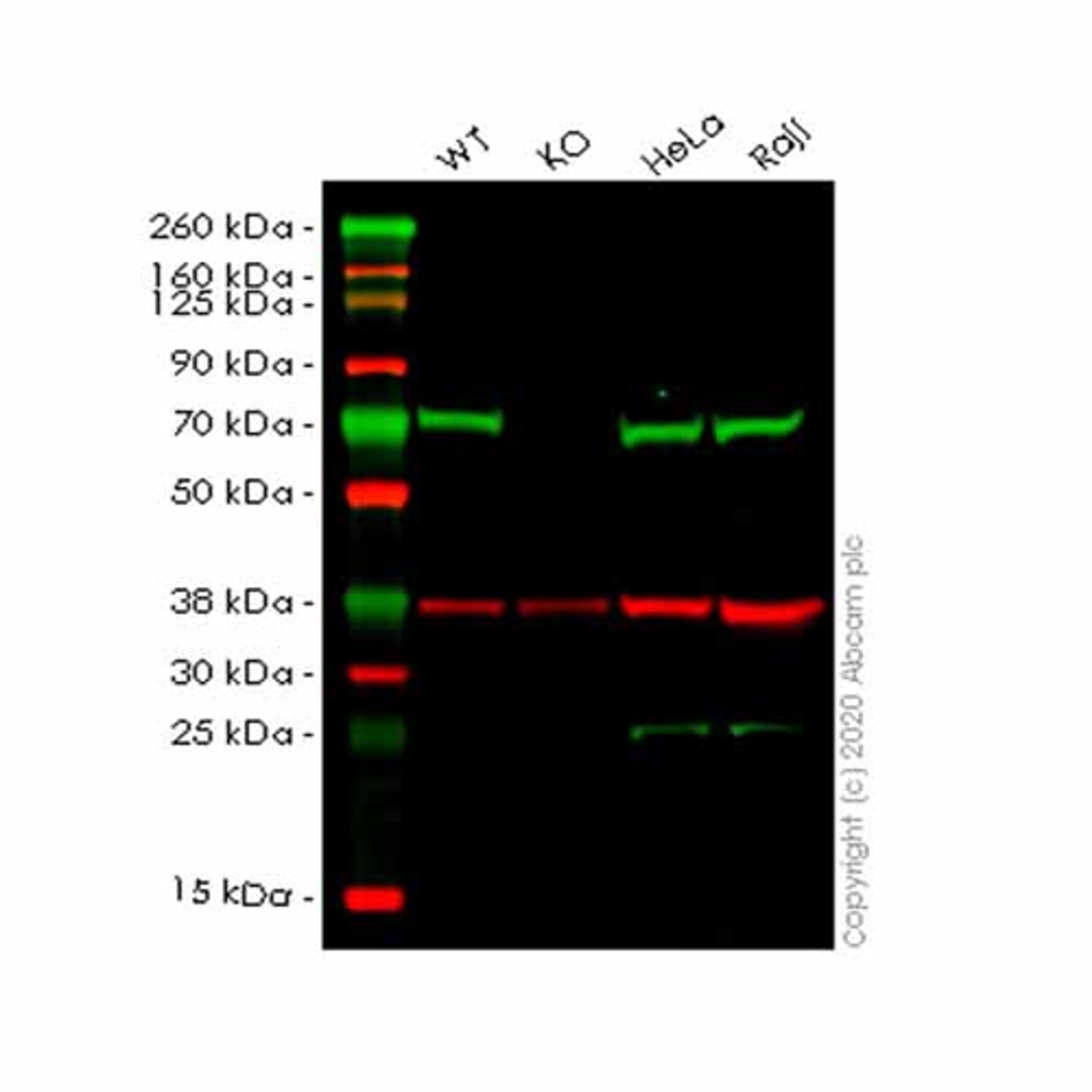 Human ARAF knockout HEK293T cell line - Abcam plc - Life Sciences