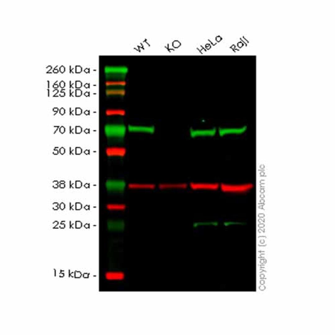Human ARAF knockout HEK293T cell line - Abcam plc - Life Sciences