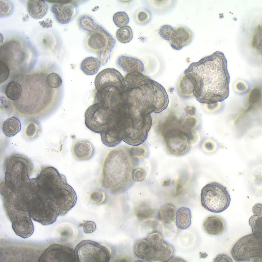 3dGRO™ Human iPSC Derived Colon Organoids - Merck - Life Sciences