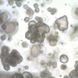 3dGRO™ Human iPSC Derived Colon Organoids - Merck - Life Sciences