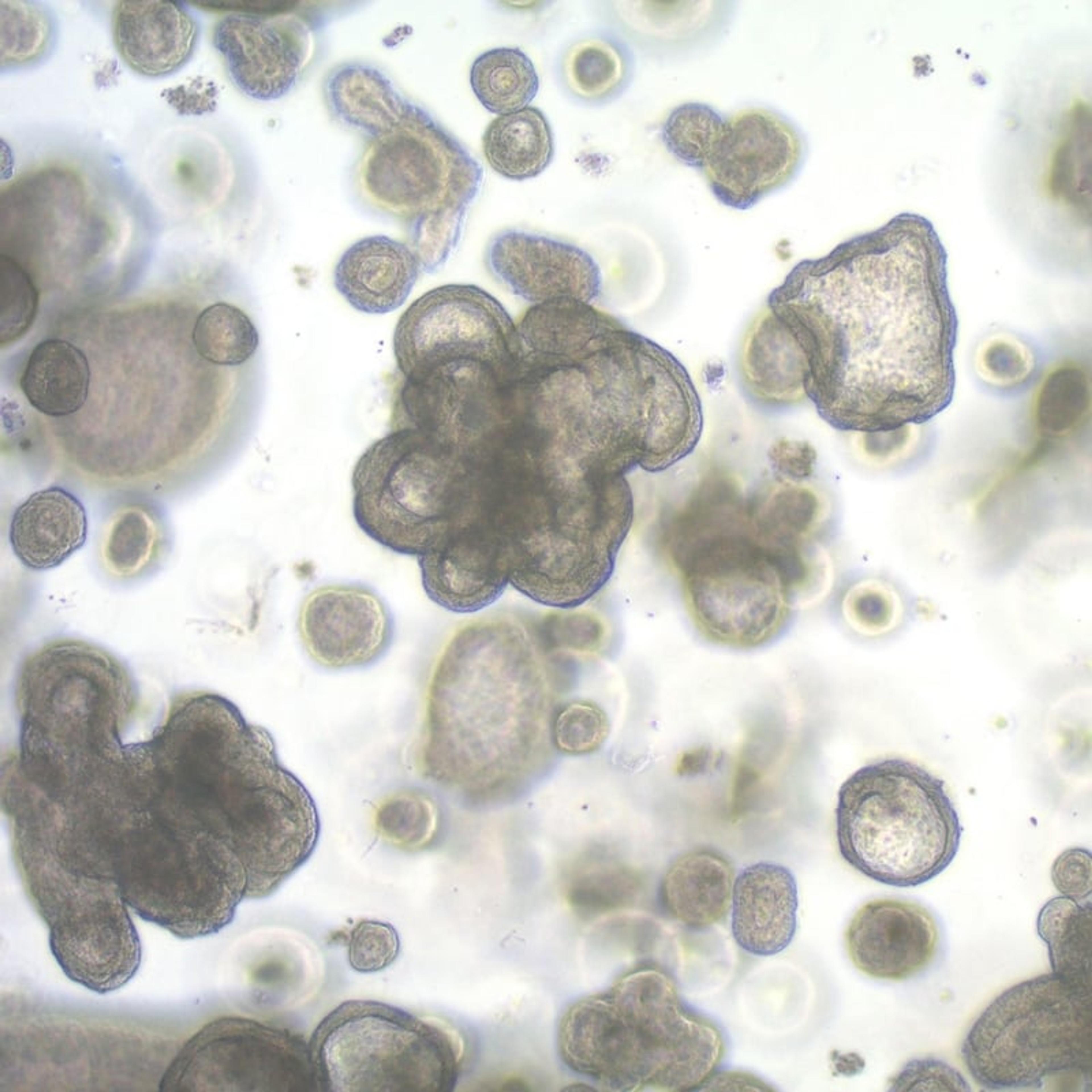 3dGRO™ Human iPSC Derived Colon Organoids - Merck - Life Sciences