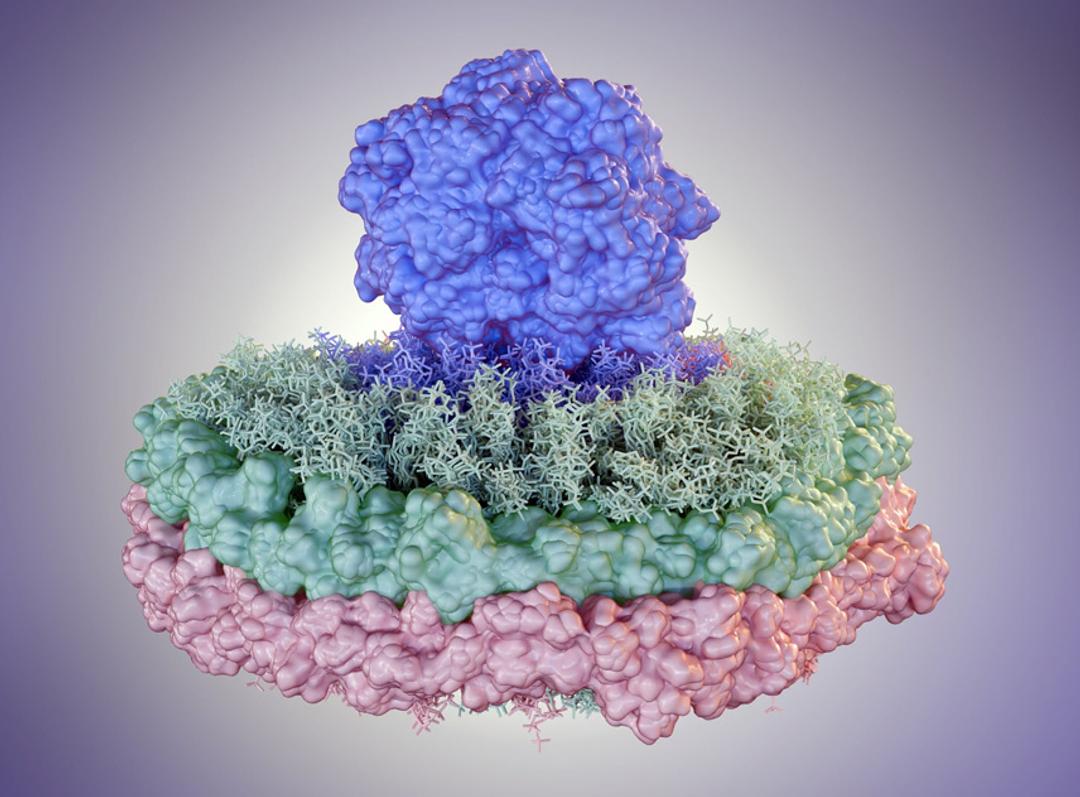 Membrane Proteins Expression and Purification