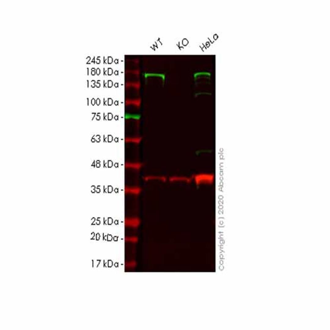 Human ADAR (ADAR1) knockout HEK293T cell line - Abcam plc - Life Sciences