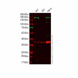 Human ADAR (ADAR1) knockout HEK293T cell line - Abcam plc - Life Sciences