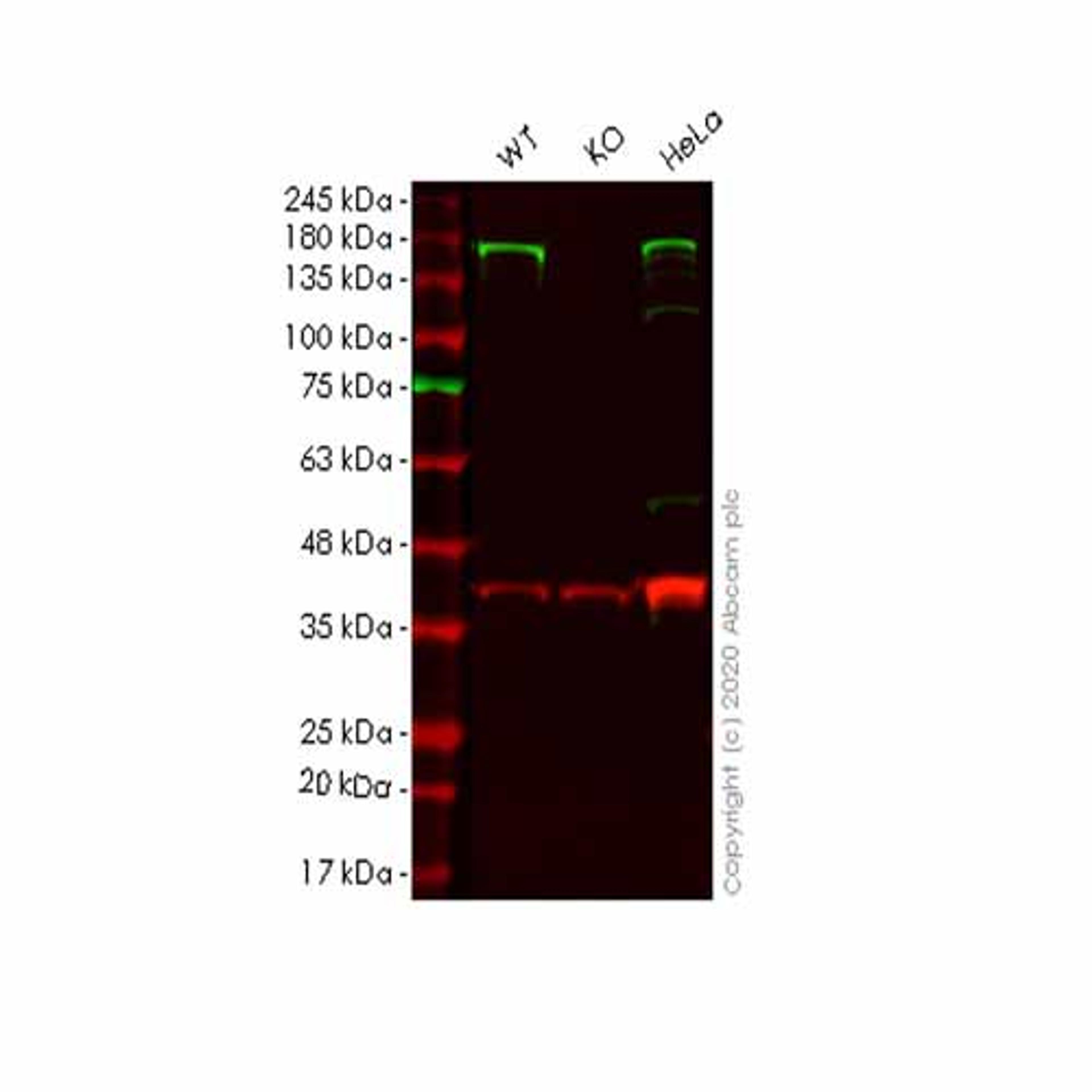 Human ADAR (ADAR1) knockout HEK293T cell line - Abcam plc - Life Sciences