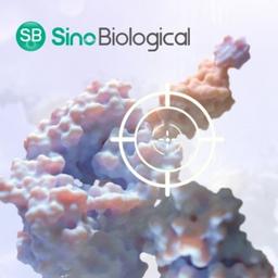 Cytokine Target Proteins - Sino Biological - Life Sciences