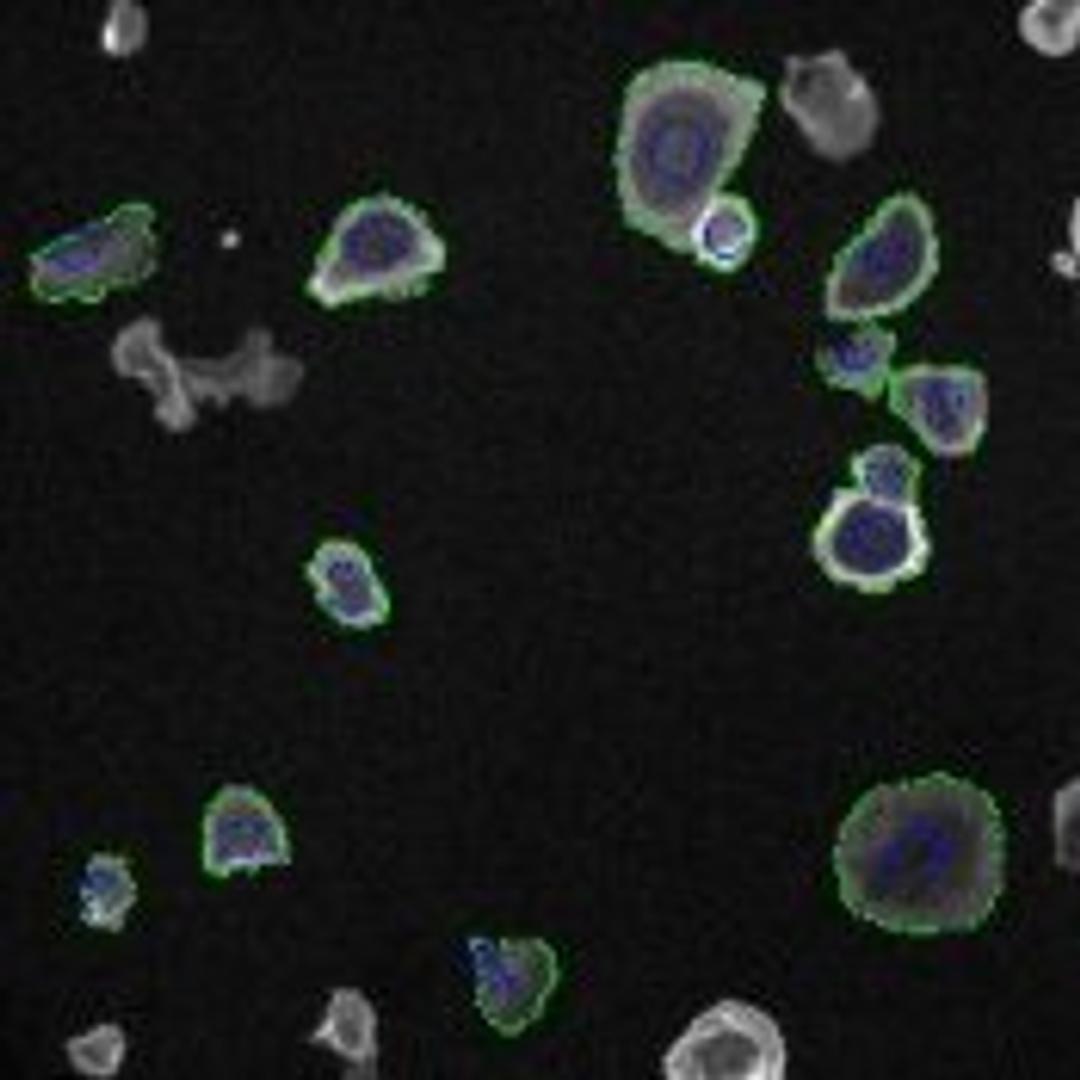 Cell Spreading V2 Image Analysis BioApplication - null - Lab Informatics