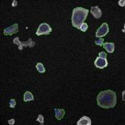 Cell Spreading V2 Image Analysis BioApplication - null - Lab Informatics