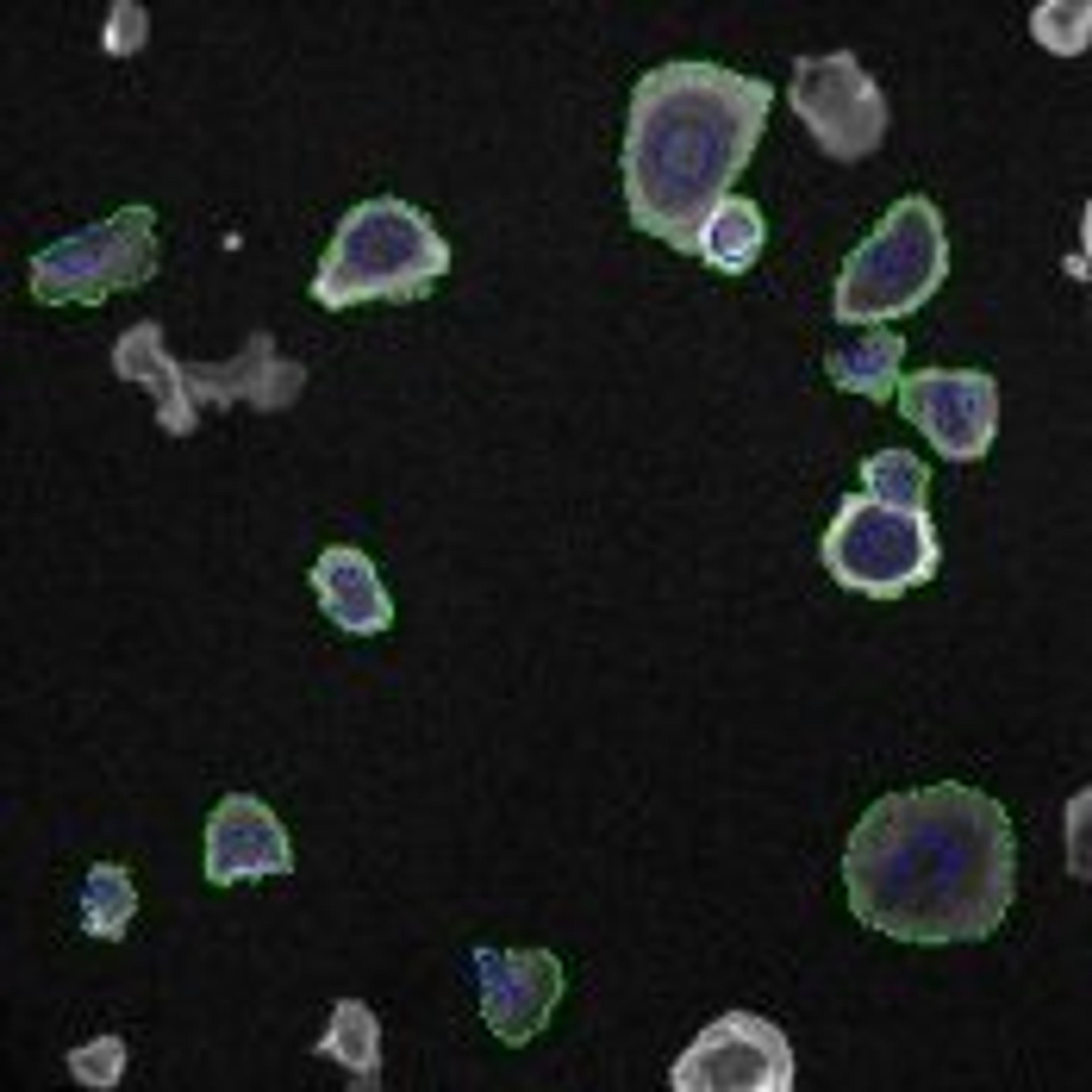 Cell Spreading V2 Image Analysis BioApplication - null - Lab Informatics