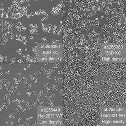 Human ESD knockout HEK293T cell line - Abcam plc - Life Sciences