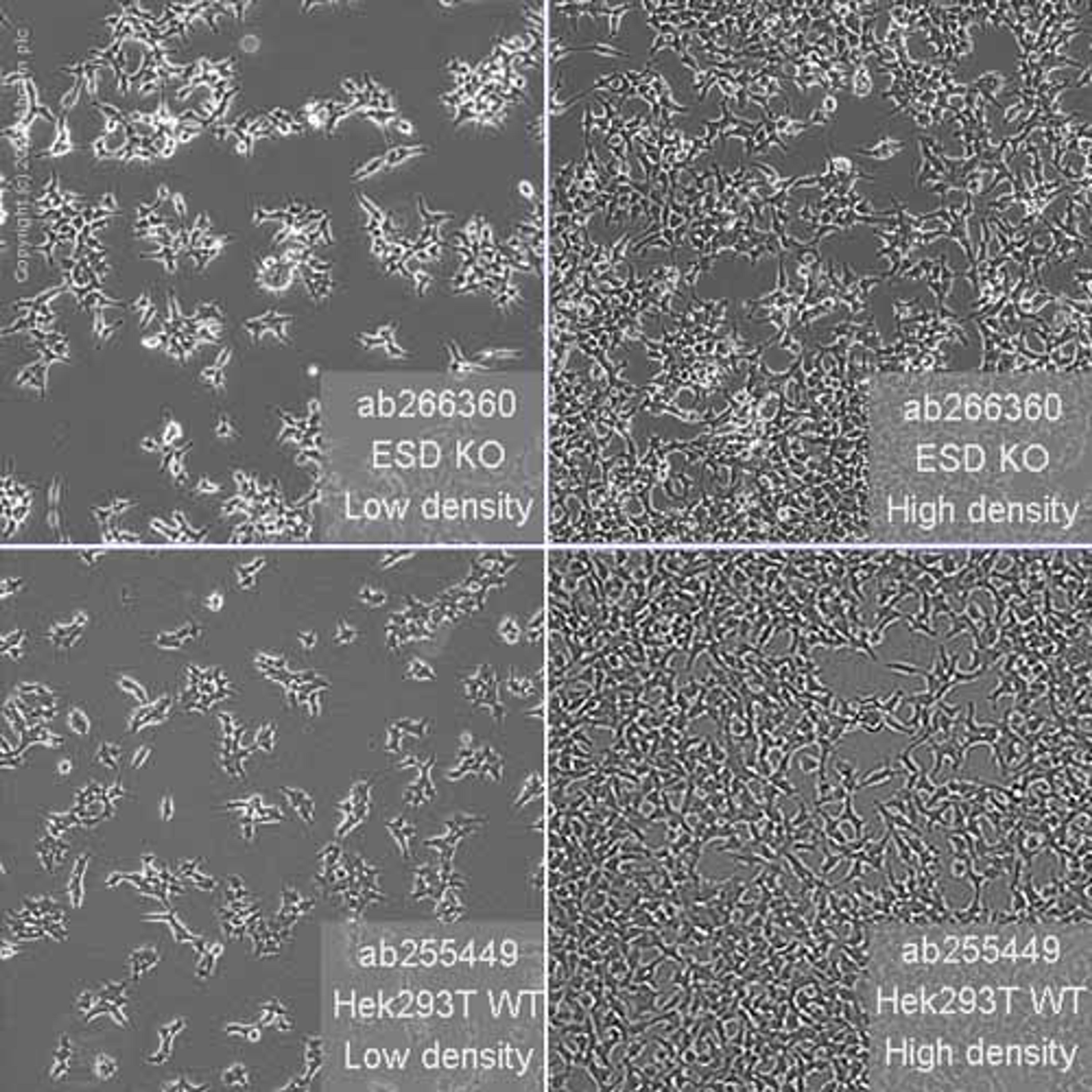 Human ESD knockout HEK293T cell line - Abcam plc - Life Sciences