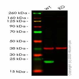 Human PRDX2 (Peroxiredoxin 2/PRP) knockout HEK293T cell line - Abcam plc - Life Sciences