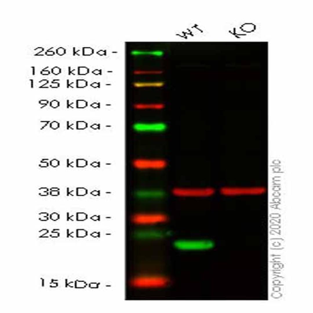 Human PRDX2 (Peroxiredoxin 2/PRP) knockout HEK293T cell line - Abcam plc - Life Sciences