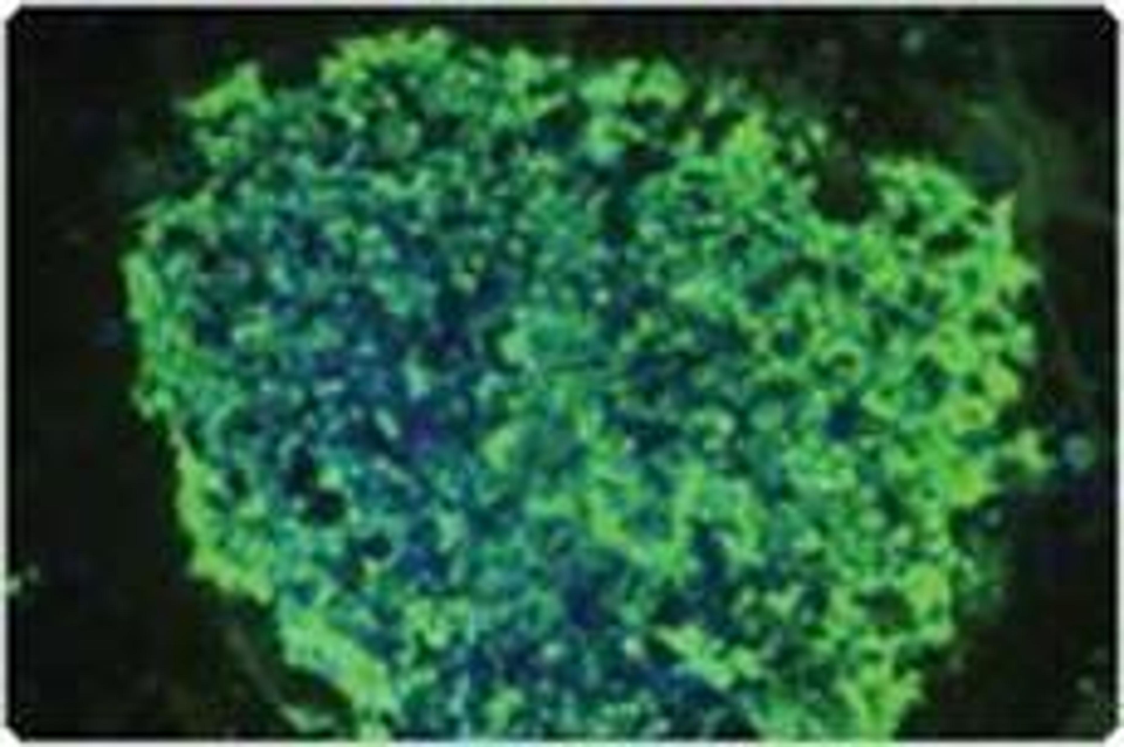 Gibco™ Geltrex™ Reduced Growth Factor Basement Membrane Matrix - Thermo Fisher Scientific - Life Sciences