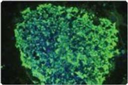 Gibco™ Geltrex™ Reduced Growth Factor Basement Membrane Matrix - Thermo Fisher Scientific - Life Sciences