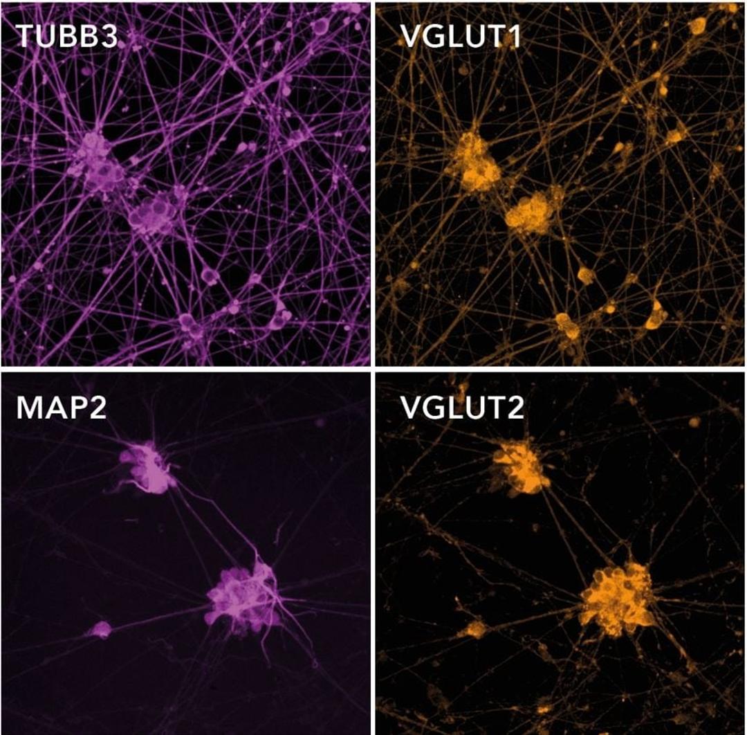 ioGlutamatergic Neurons form neuronal networks