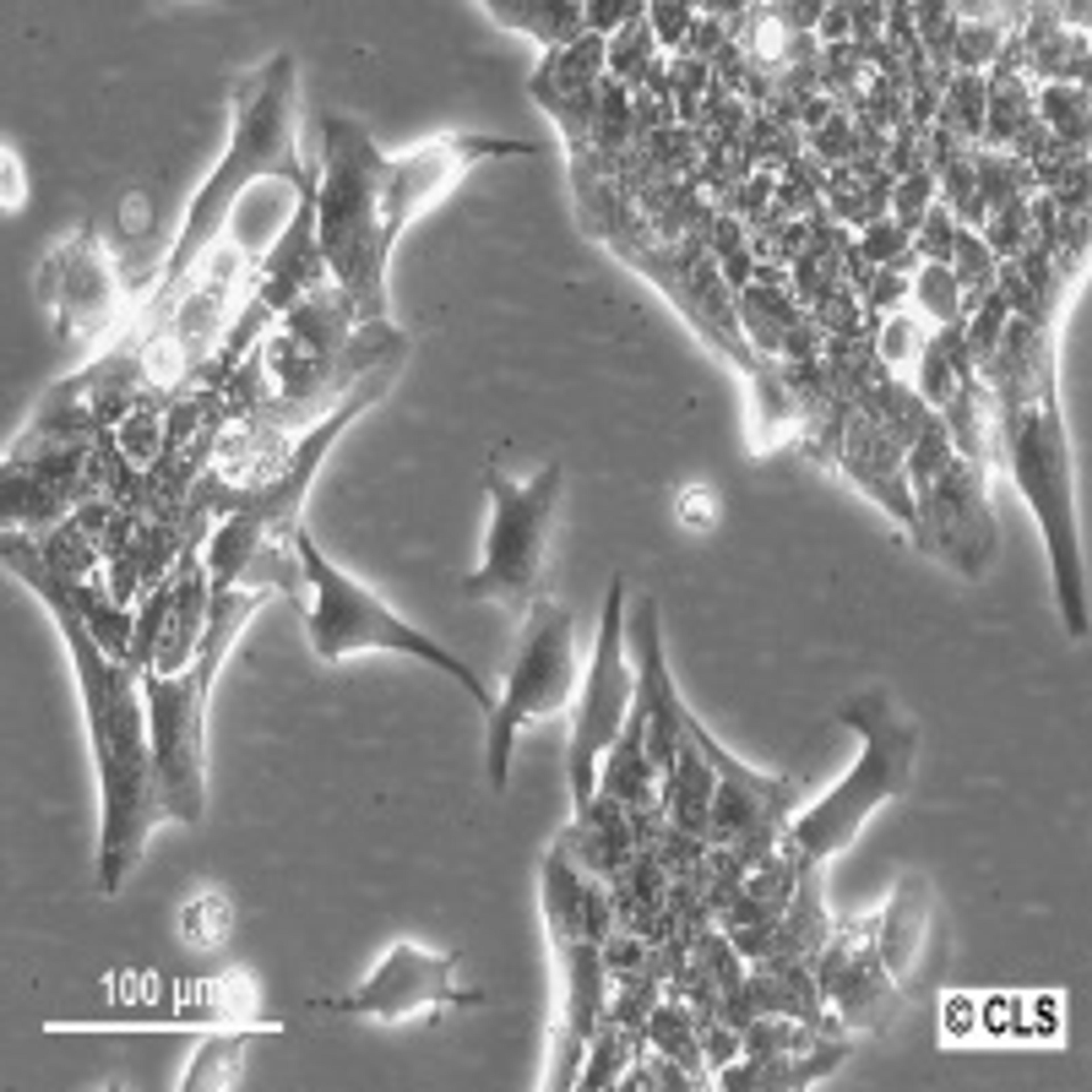 ASB-XIV - Cell Lines Service GmbH - Life Sciences
