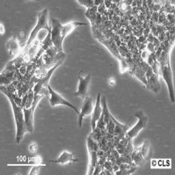 ASB-XIV - Cell Lines Service GmbH - Life Sciences
