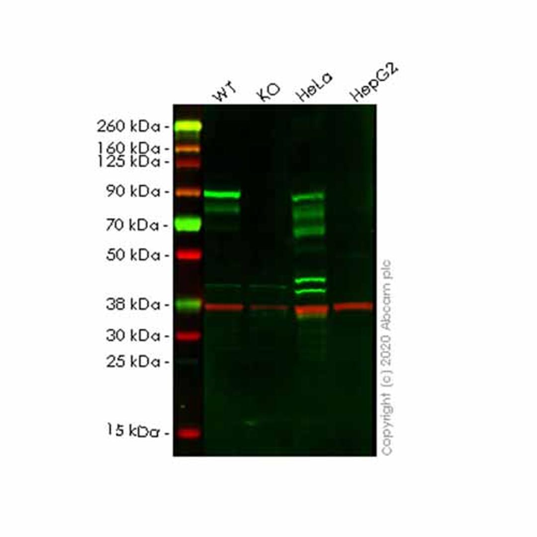Human L3MBTL3 knockout HEK293T cell line - Abcam plc - Life Sciences