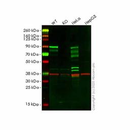 Human L3MBTL3 knockout HEK293T cell line - Abcam plc - Life Sciences