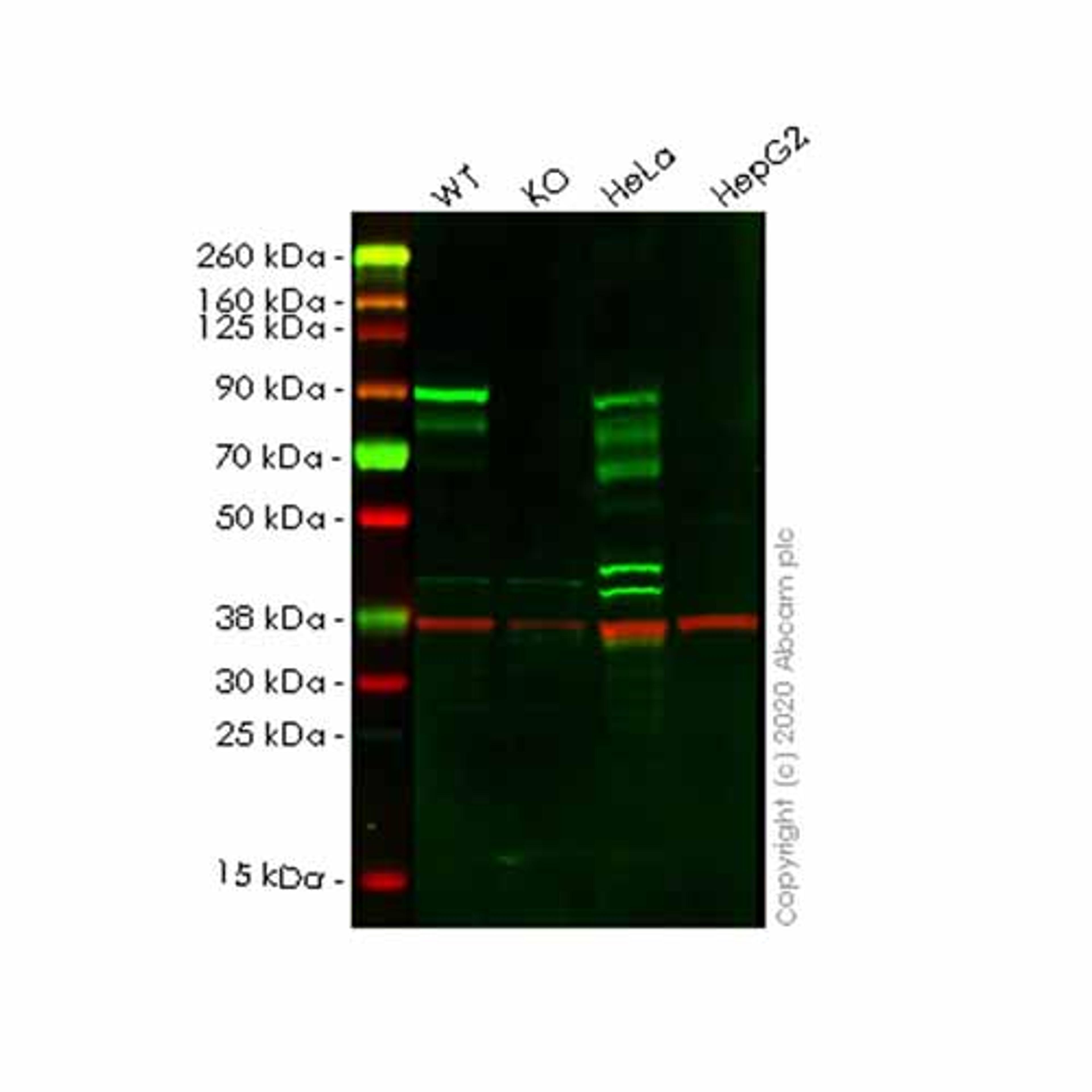 Human L3MBTL3 knockout HEK293T cell line - Abcam plc - Life Sciences