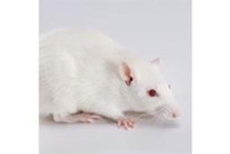 Rag1 Knockout Rat - SAGE Labs - Drug discovery > Drug Manufacturing