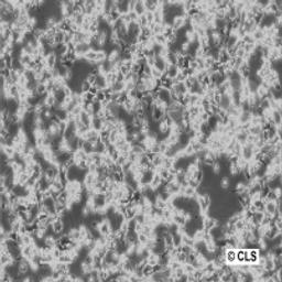 CHO - Cell Lines Service GmbH - Life Sciences