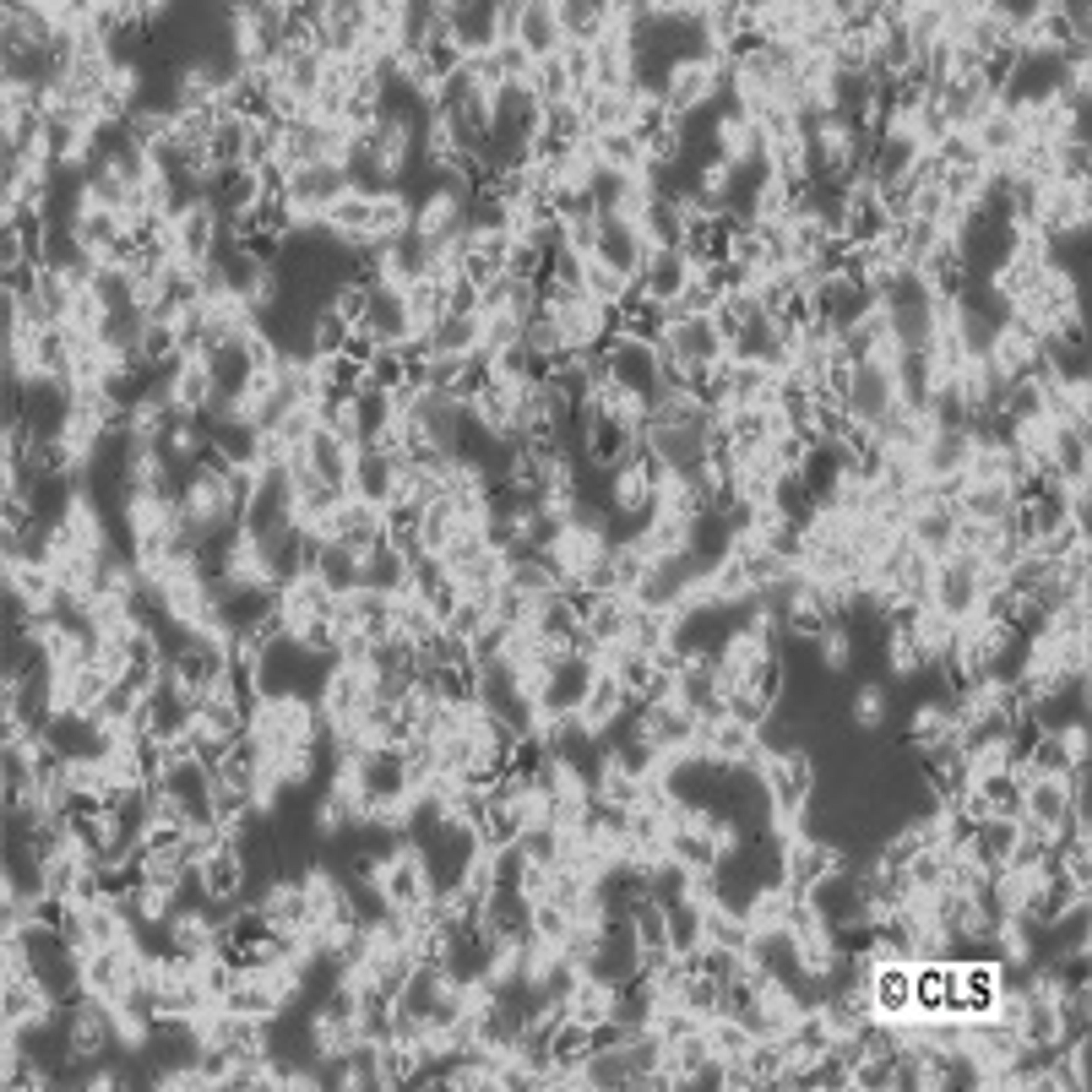 CHO - Cell Lines Service GmbH - Life Sciences