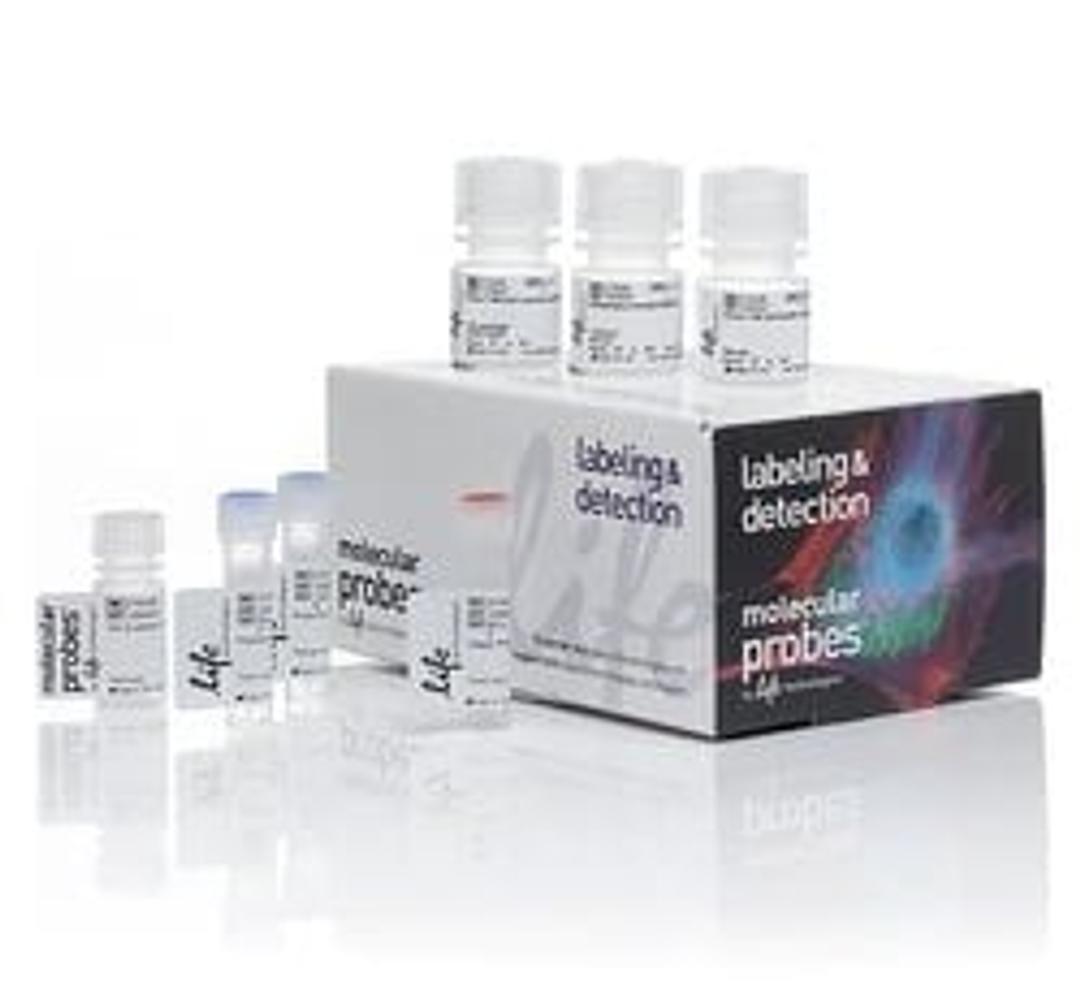 Invitrogen™ Click-iT™ EdU Cell Proliferation Kit for Imaging, Alexa Fluor™ 555 dye - Thermo Fisher Scientific - Life Sciences