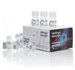 Invitrogen™ Click-iT™ EdU Cell Proliferation Kit for Imaging, Alexa Fluor™ 555 dye - Thermo Fisher Scientific - Life Sciences