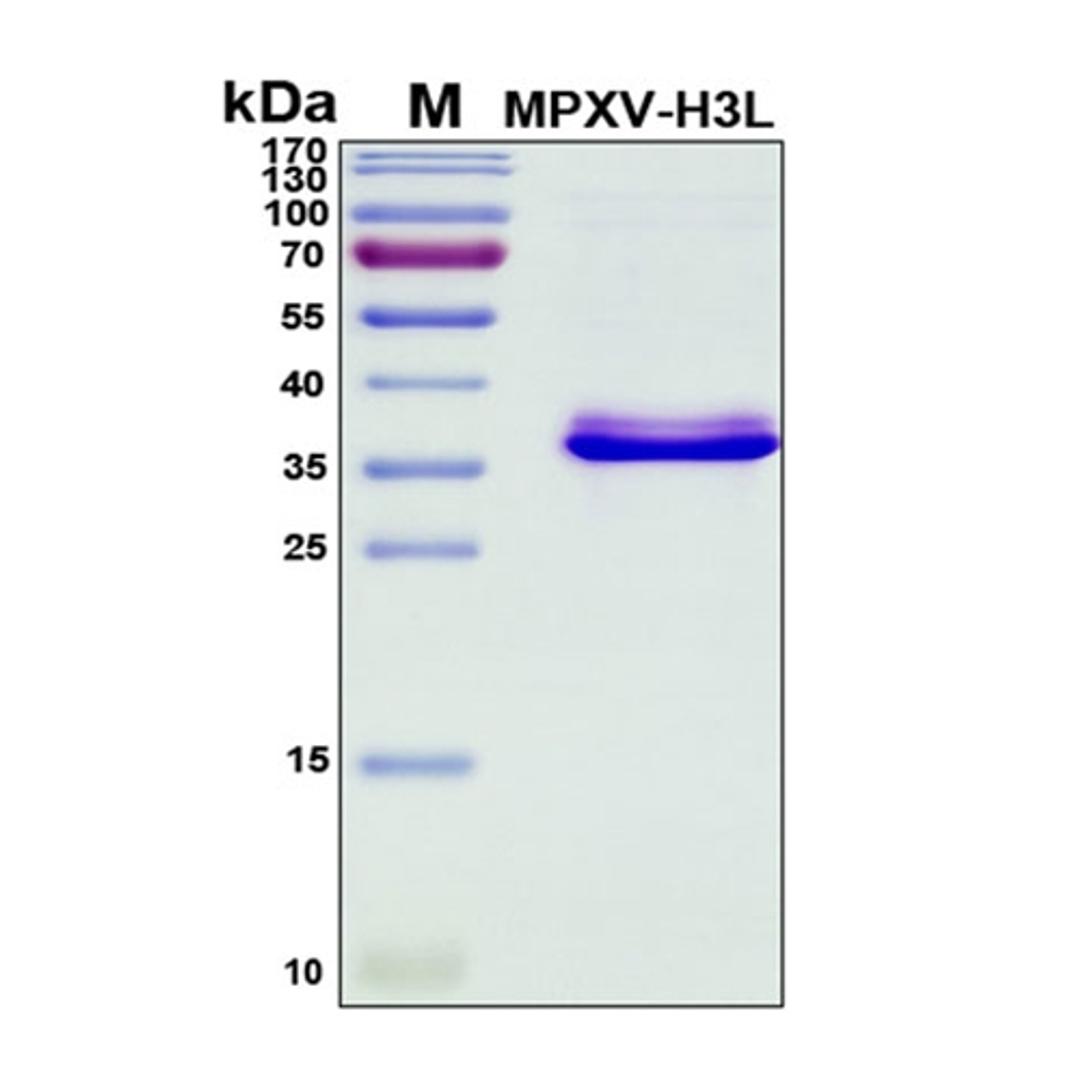 Recombinant Monkeypox Virus Envelope Protein H3L - RayBiotech Inc. - Life Sciences