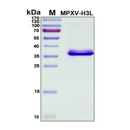 Recombinant Monkeypox Virus Envelope Protein H3L - RayBiotech Inc. - Life Sciences