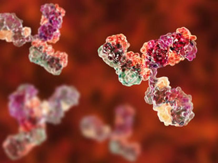 Image of antibodies