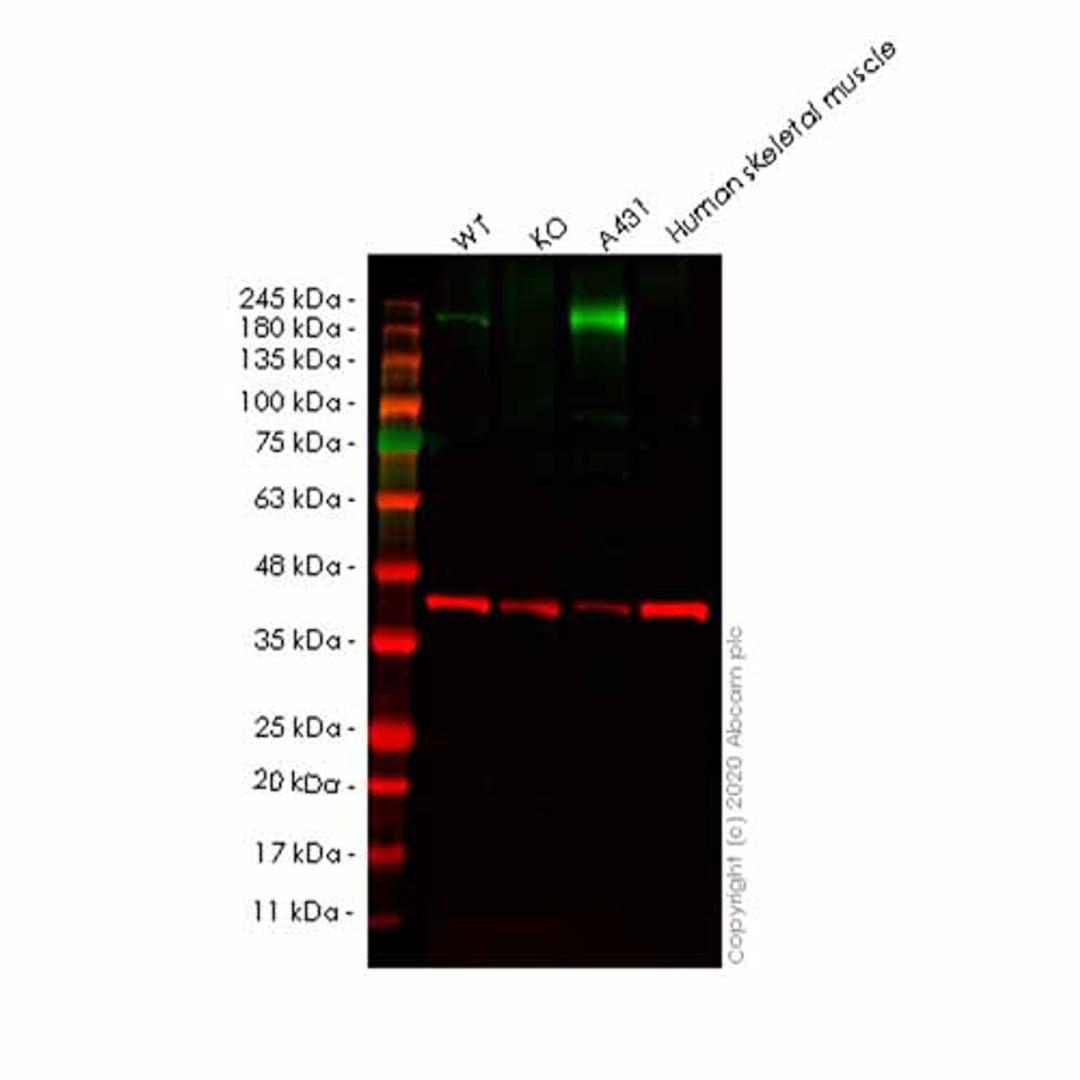 Human SAMD9 knockout A549 cell line - Abcam plc - Life Sciences