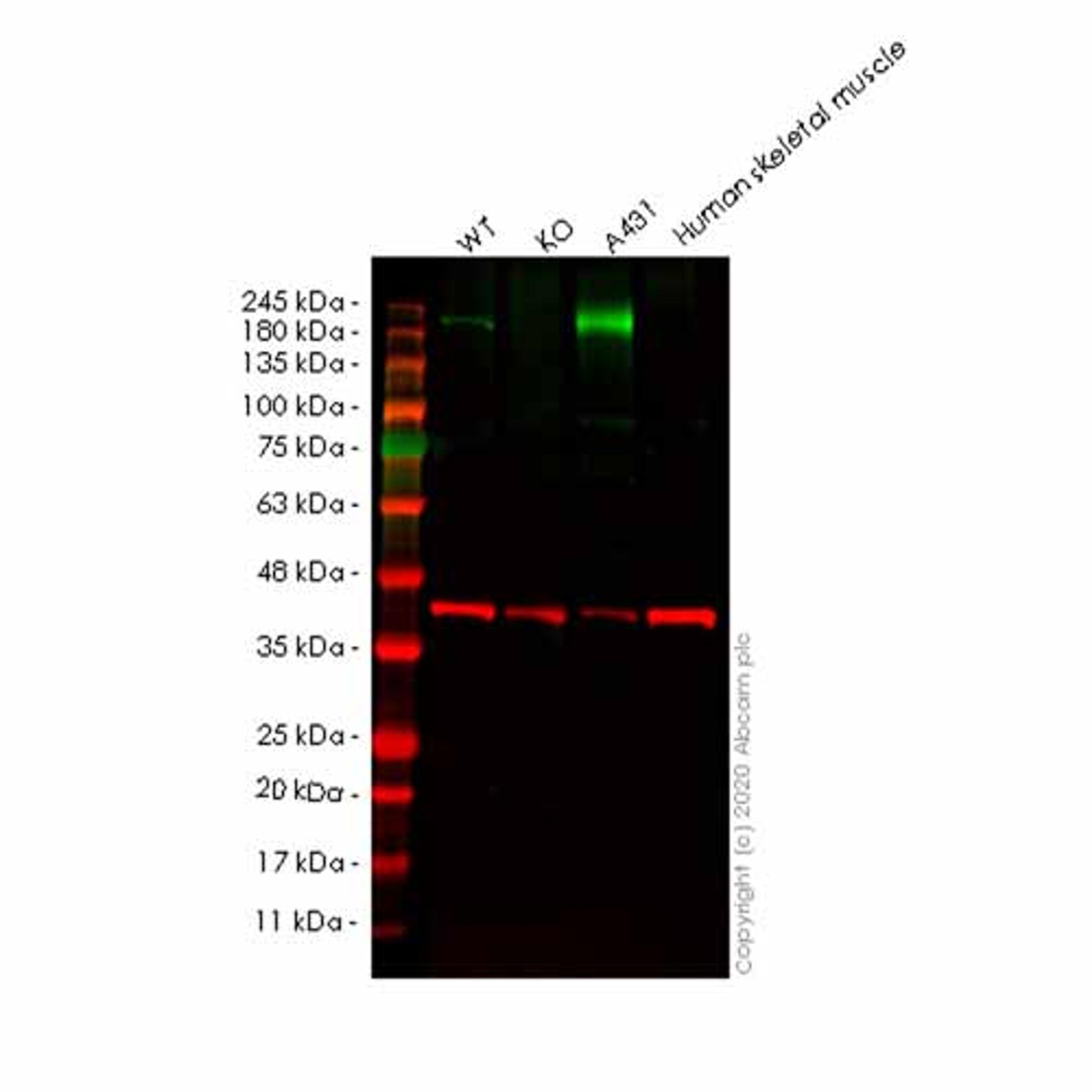 Human SAMD9 knockout A549 cell line - Abcam plc - Life Sciences