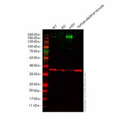 Human SAMD9 knockout A549 cell line - Abcam plc - Life Sciences