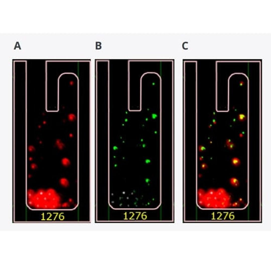 Opto™ Assure Aggregation Assay - Bruker Cellular Analysis - Life Sciences