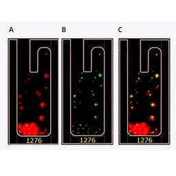 Opto™ Assure Aggregation Assay - Bruker Cellular Analysis - Life Sciences