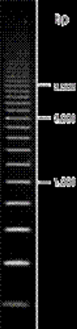 Superladder DNA Ladders - Thermo Fisher Scientific - Life Sciences
