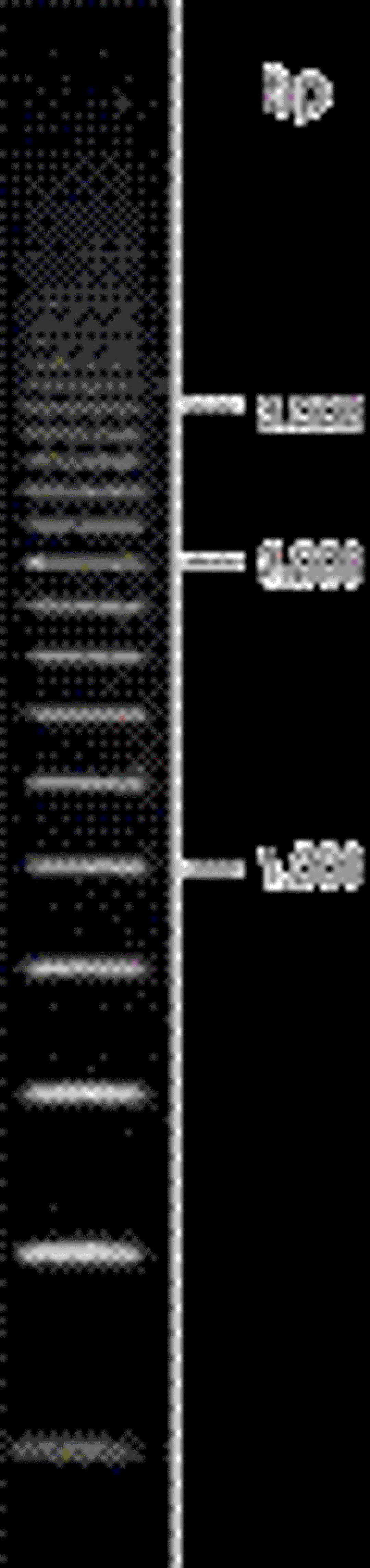 Superladder DNA Ladders - Thermo Fisher Scientific - Life Sciences