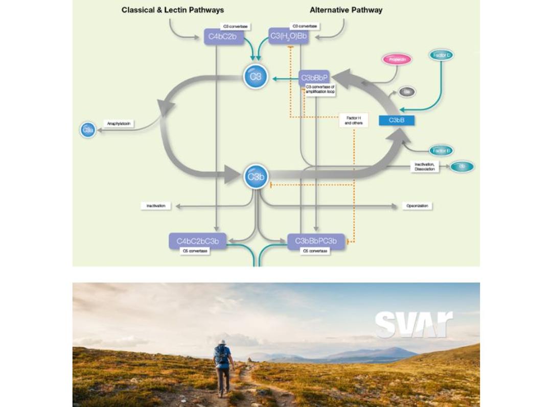 Complement Factor P Functional Assay (RUO) - Svar Life Science AB - Life Sciences