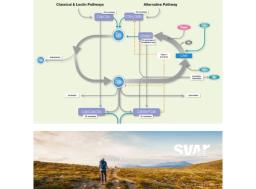 Complement Factor P Functional Assay (RUO) - Svar Life Science AB - Life Sciences