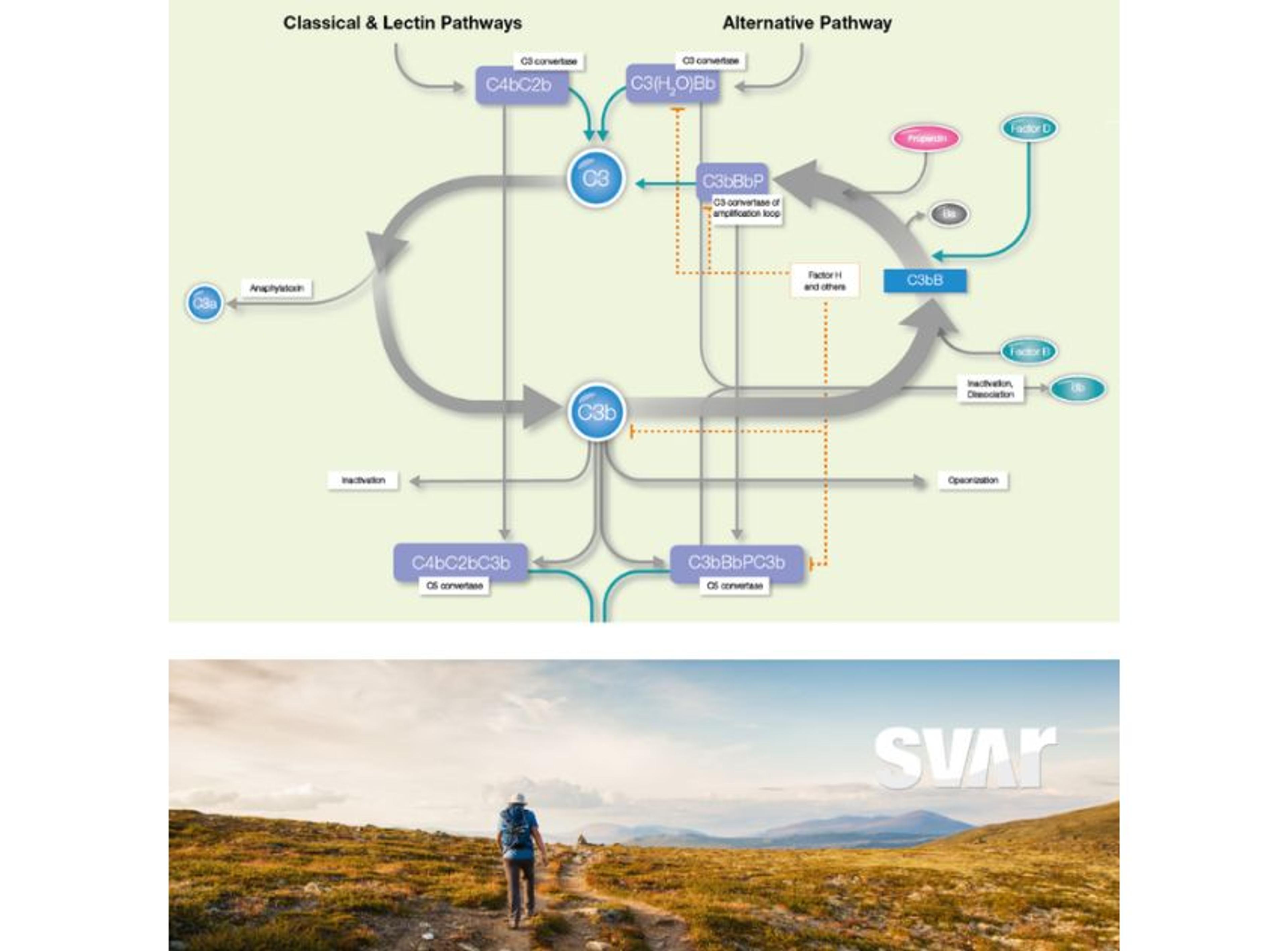 Complement Factor P Functional Assay (RUO) - Svar Life Science AB - Life Sciences