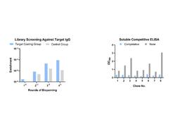 Phage Display HuScL-6 Human Antibody Library Screening Service