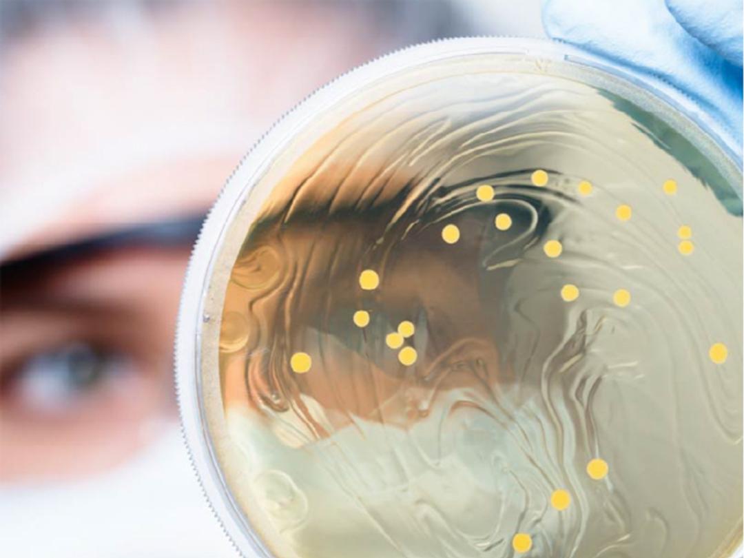 Microbiology - ZeptoMetrix - Analytical Reference Materials - Environmental