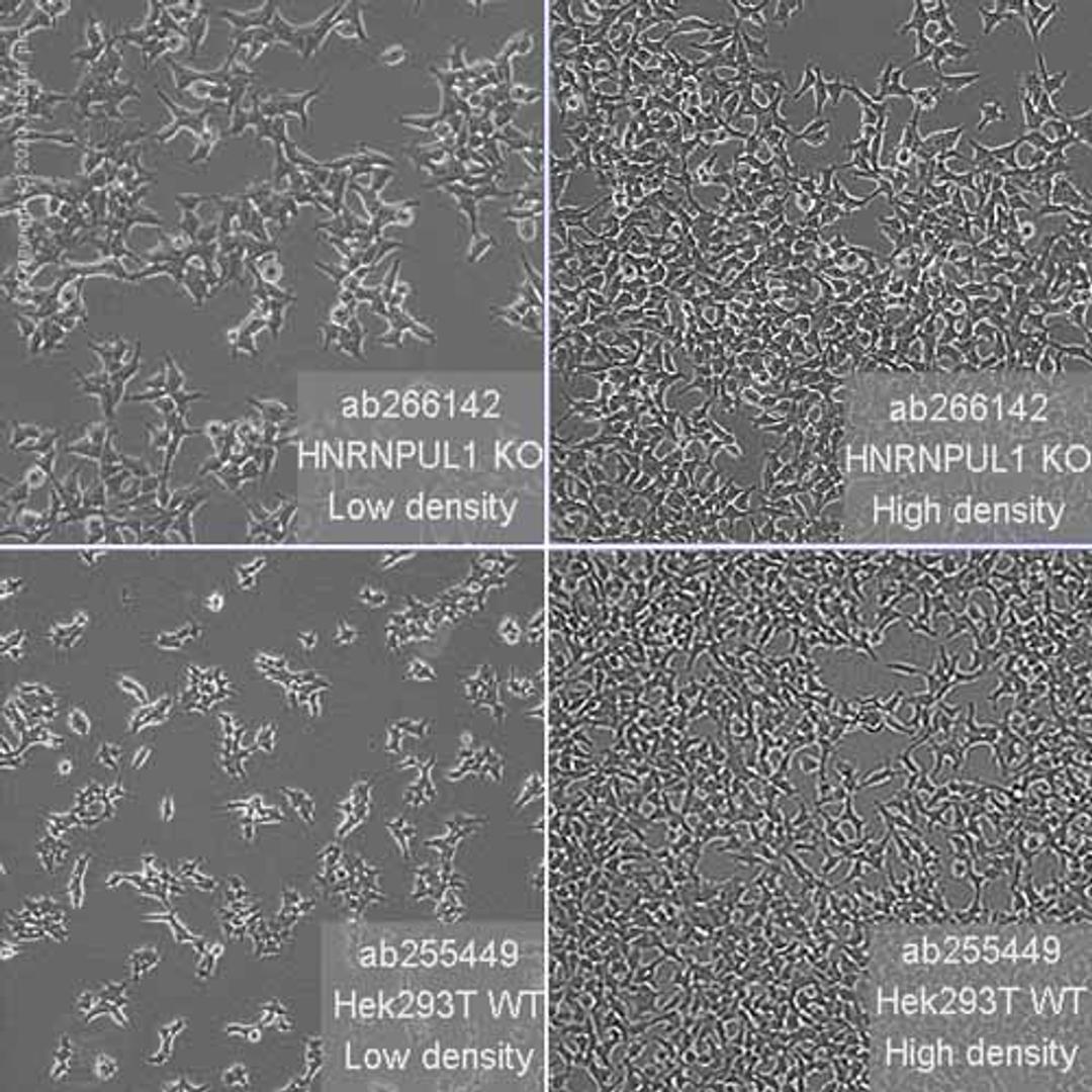 Human HNRNPUL1 (E1B-AP5) knockout HEK293T cell line - Abcam plc - Life Sciences