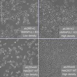 Human HNRNPUL1 (E1B-AP5) knockout HEK293T cell line - Abcam plc - Life Sciences