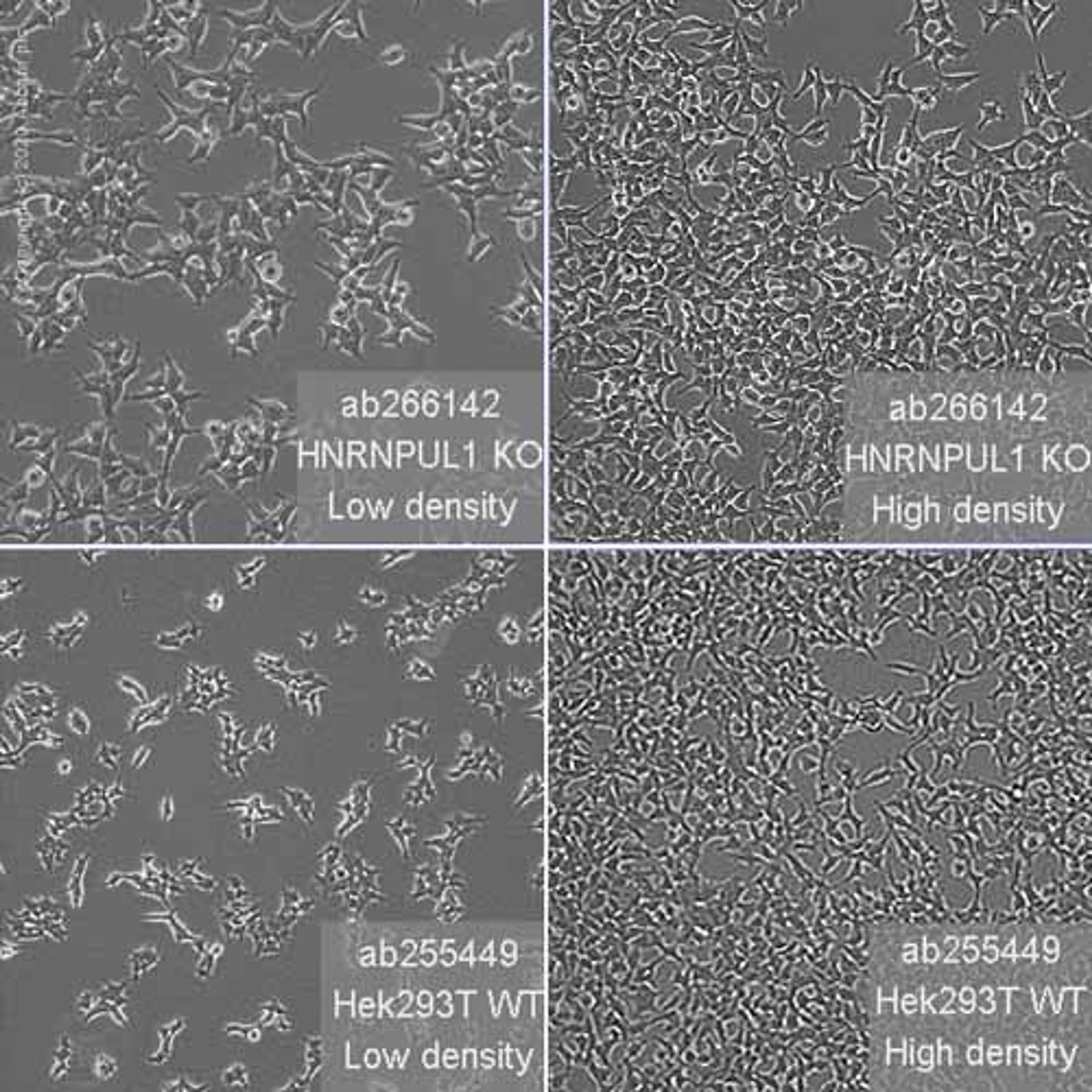 Human HNRNPUL1 (E1B-AP5) knockout HEK293T cell line - Abcam plc - Life Sciences