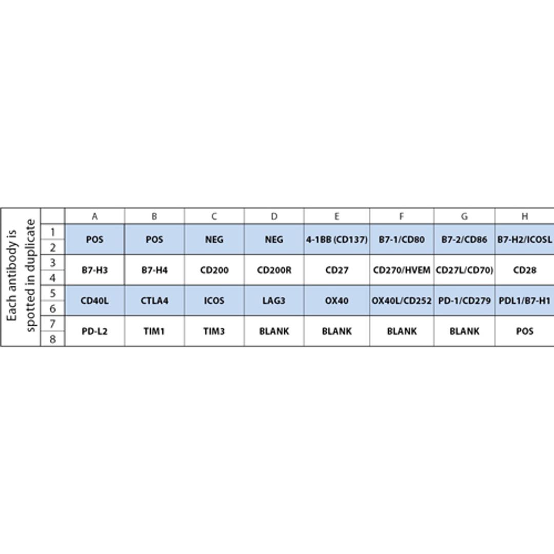 Human Immune Checkpoint Array C1 - RayBiotech Inc. - Life Sciences