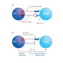 FlowCellect™ Human NK Cell Characterization Kit - Merck - Life Sciences